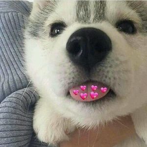 Meet your Posher, Ludo